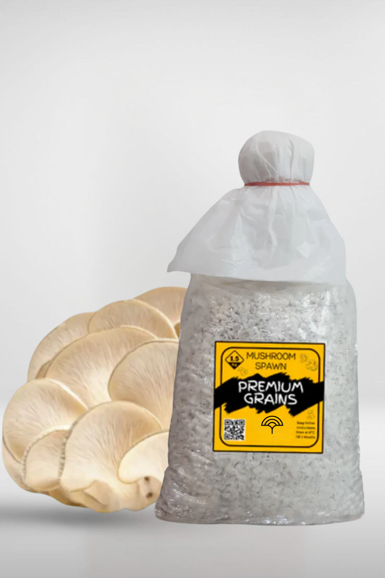 White Oyster Mushroom Grain Spawn – 1.5kg Premium Quality