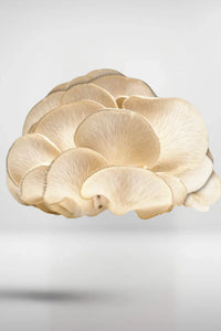 Fresh oyster mushrooms with delicate gills, ideal for gourmet cooking and healthy meals