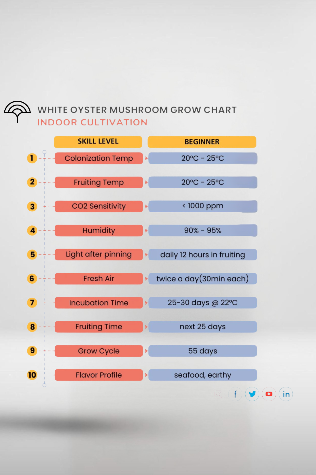Milky Mushroom Grain Spawn – 1.5kg | Strain 466