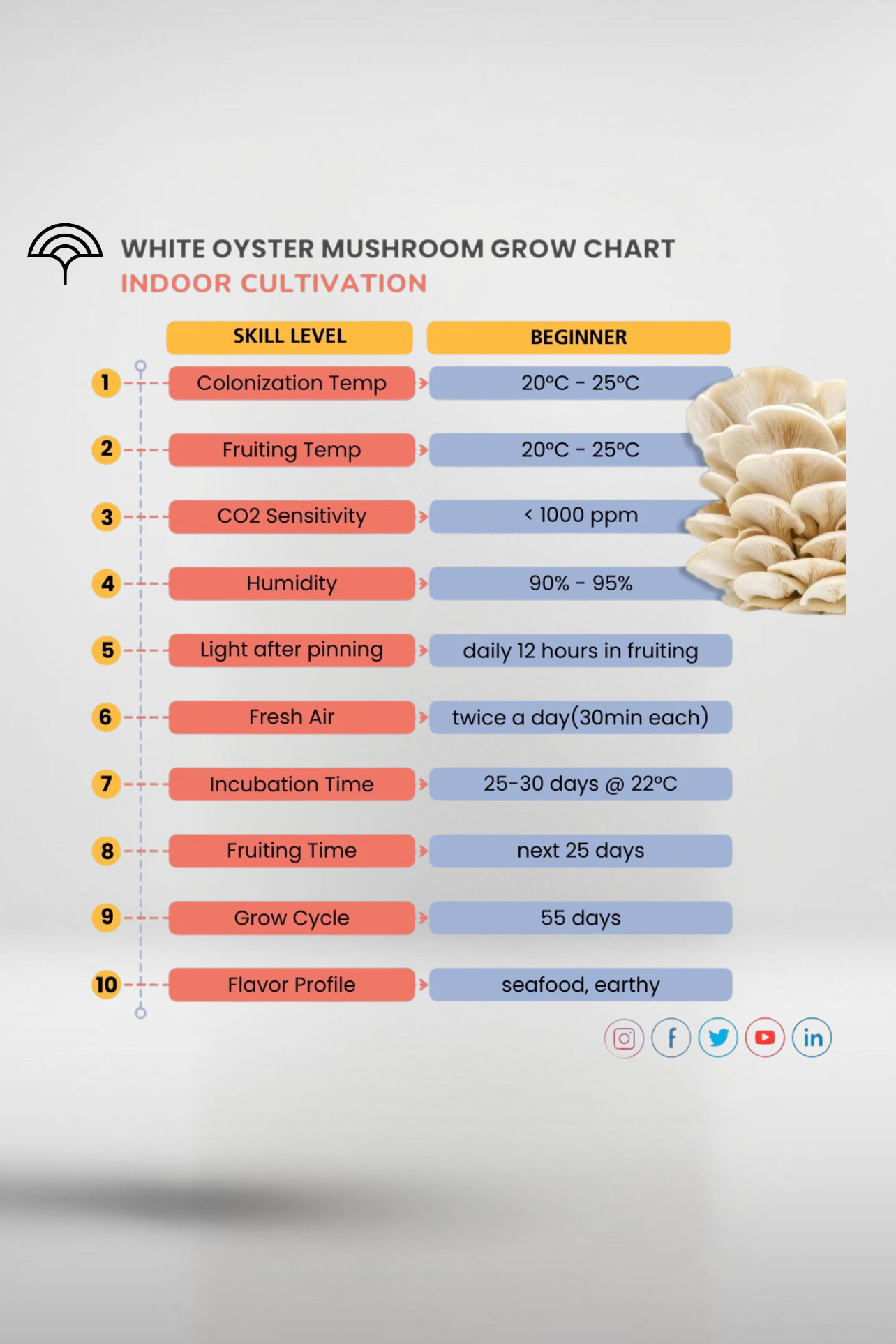 White Oyster Mushroom Grain Spawn – 1.5kg Premium Quality