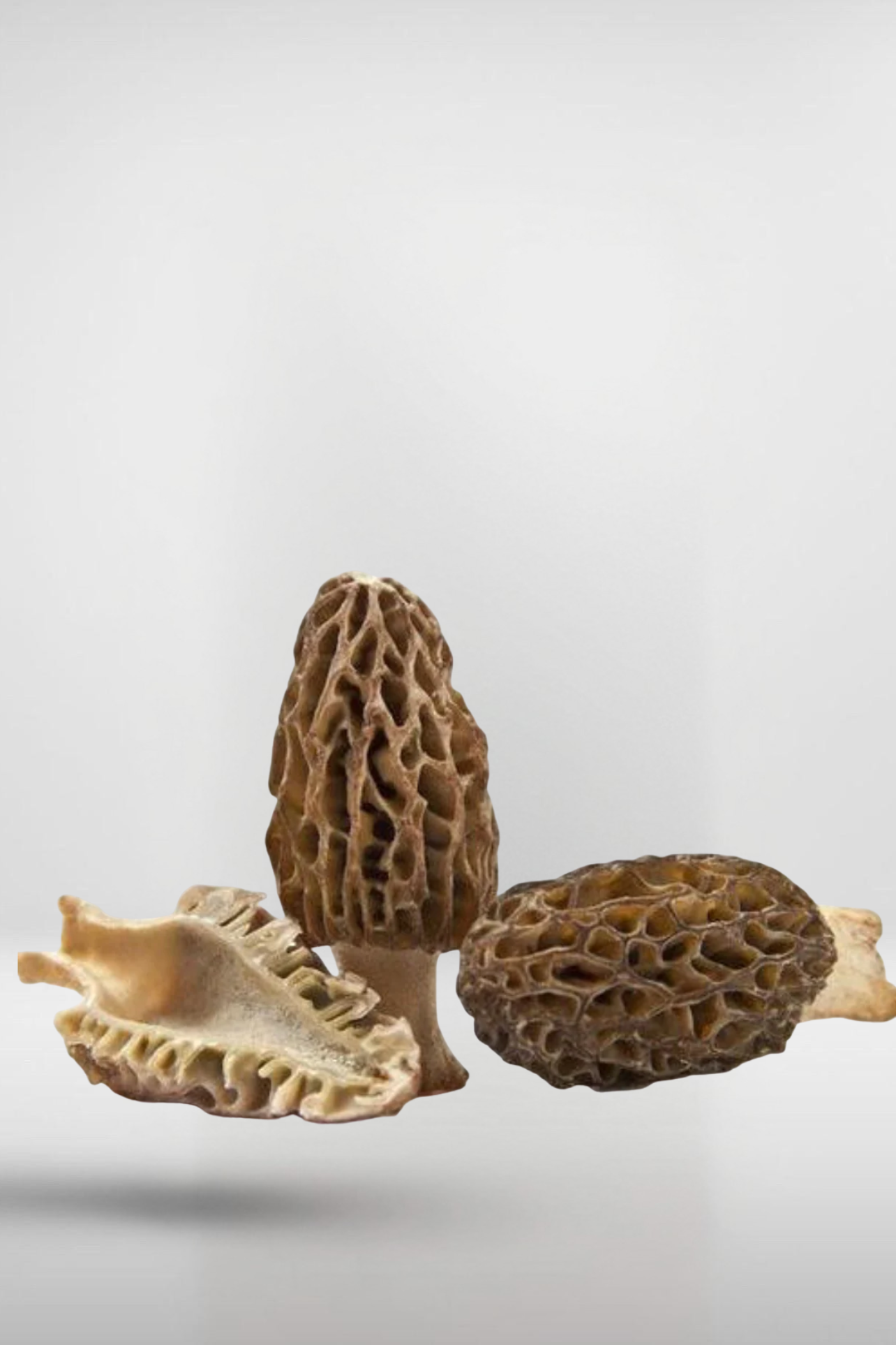 Black Morel Mushroom Grain Spawn – 1.5kg | Strain 191