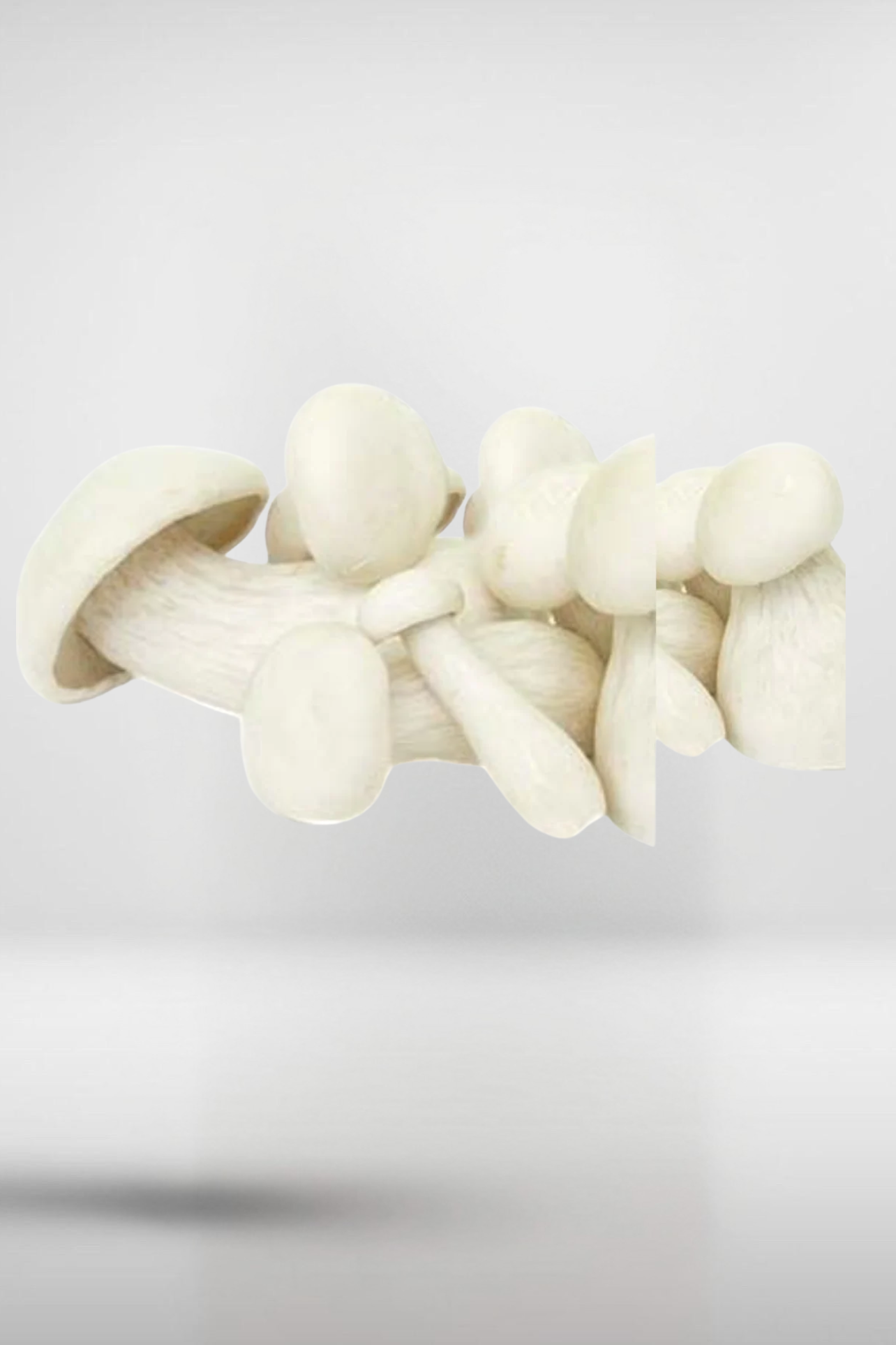 Milky Mushroom Grain Spawn – 1.5kg | Strain 466