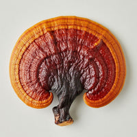 Ganoderma lucidum mushroom with rich red cap and golden rim, natural medicinal fungus