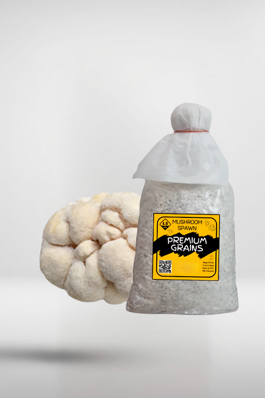 Lion’s Mane Mushroom Grain Spawn – 1.5kg | Strain 118