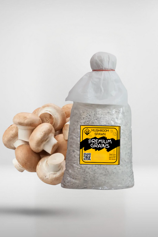 Brown Button Crimini Spawn 1.5kg | Gourmet Strain 510