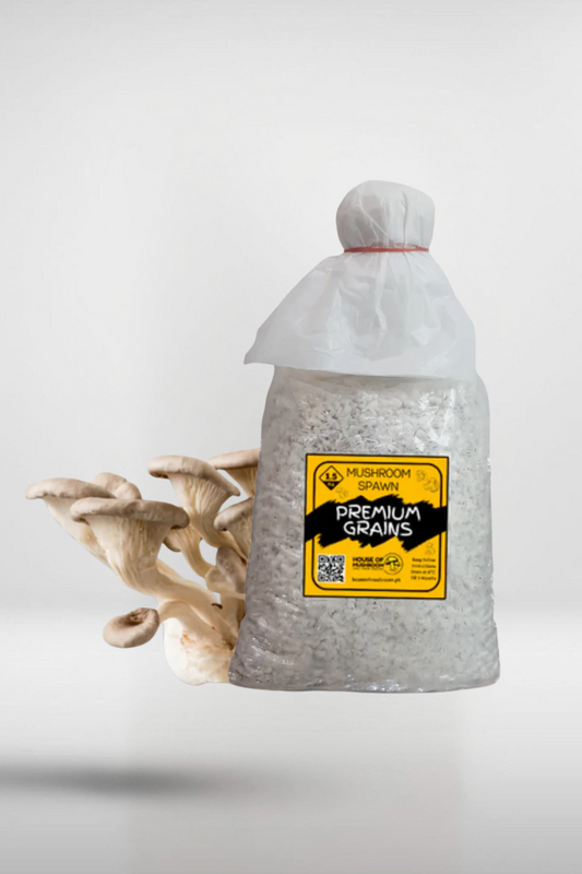 White King Pearl Oyster Mushroom Grain Spawn – 1.5kg | Strain 416