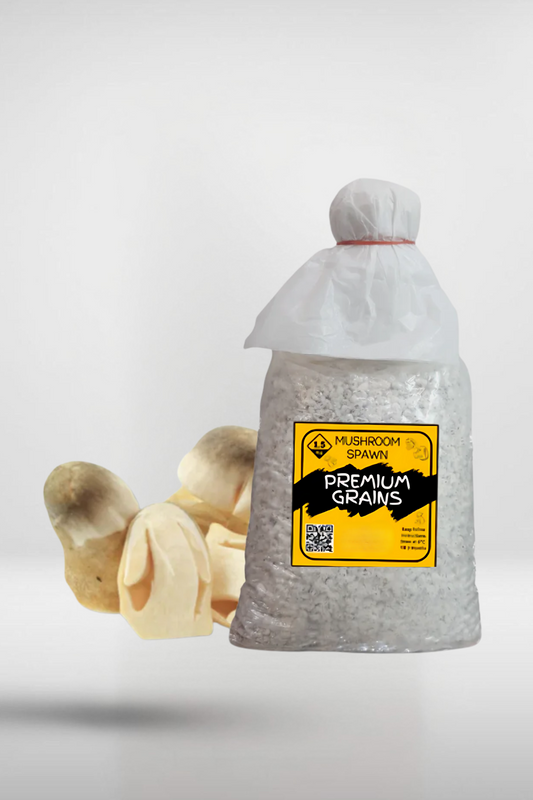 Paddy Straw Mushroom Grain Spawn – 1.5kg | Strain 472
