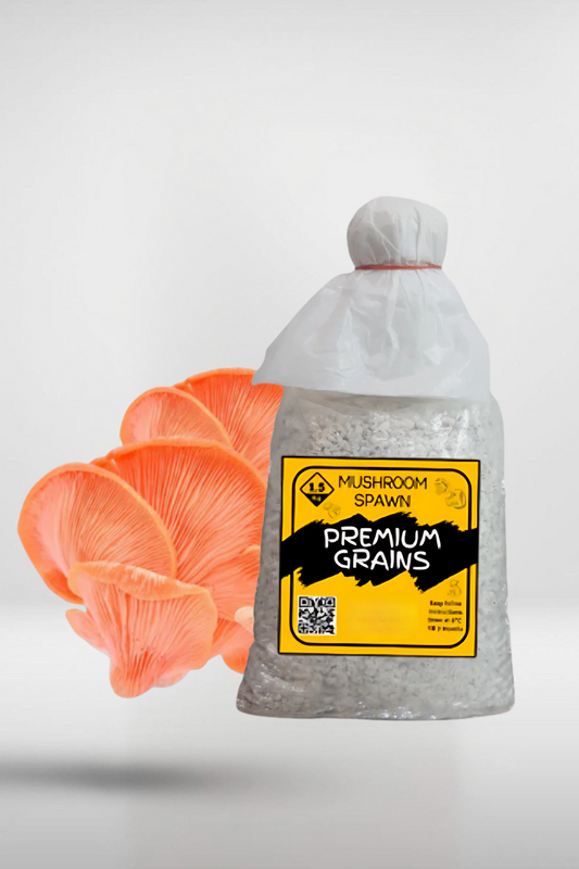 Pink Oyster Mushroom Grain Spawn – 1.5kg | Strain 450