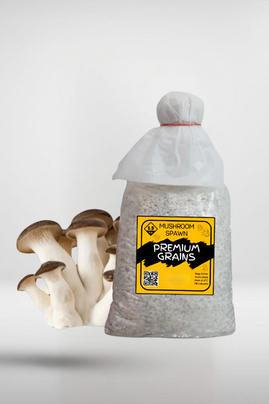 Black King Pearl Oyster Mushroom Grain Spawn – 1.5kg | Strain 417