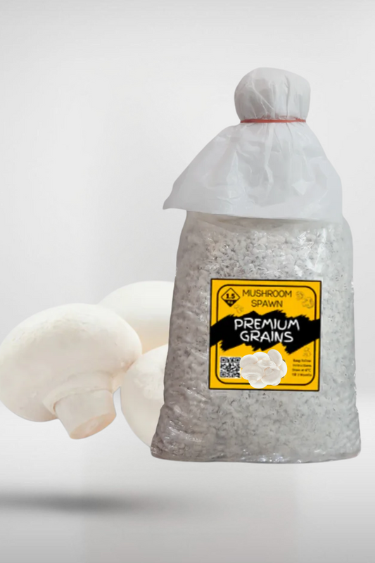 White Button Mushroom Grain Spawn – 1kg High-Yield (599)