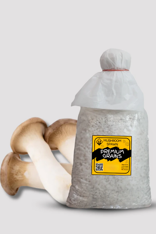 King Trumpet Oyster Mushroom Grain Spawn – 1.5kg (220)