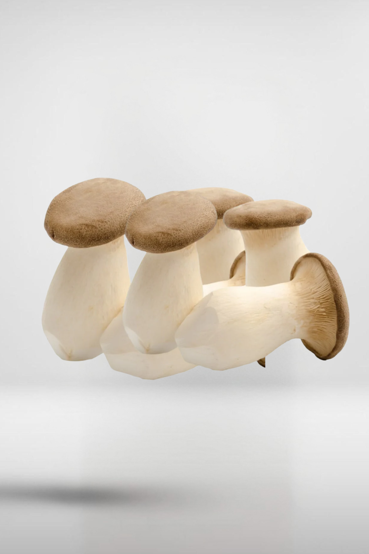 King Trumpet Oyster Mushroom Grain Spawn – 1.5kg (220)