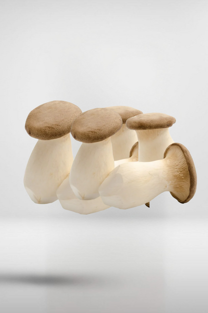 King Trumpet Oyster Mushroom Grain Spawn – 1.5kg (220)