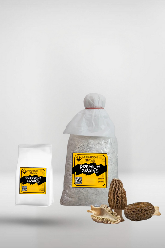 Black Morel Mushroom Grain Spawn – 1.5kg | Strain 191