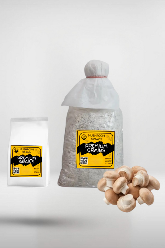 Brown Button Crimini Spawn 1.5kg | Gourmet Strain 510