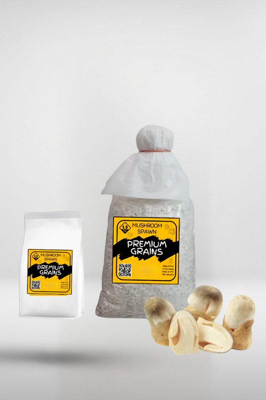 Paddy Straw Mushroom Grain Spawn – 1.5kg | Strain 472