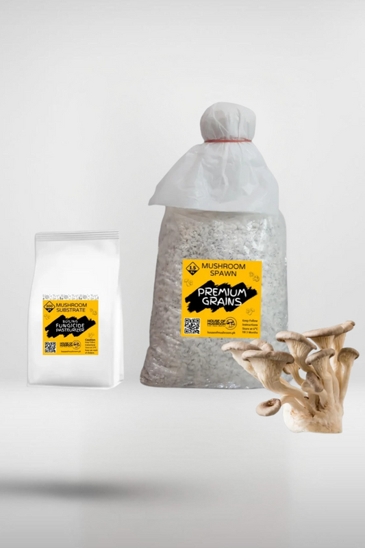 White King Pearl Oyster Mushroom Grain Spawn – 1.5kg | Strain 416
