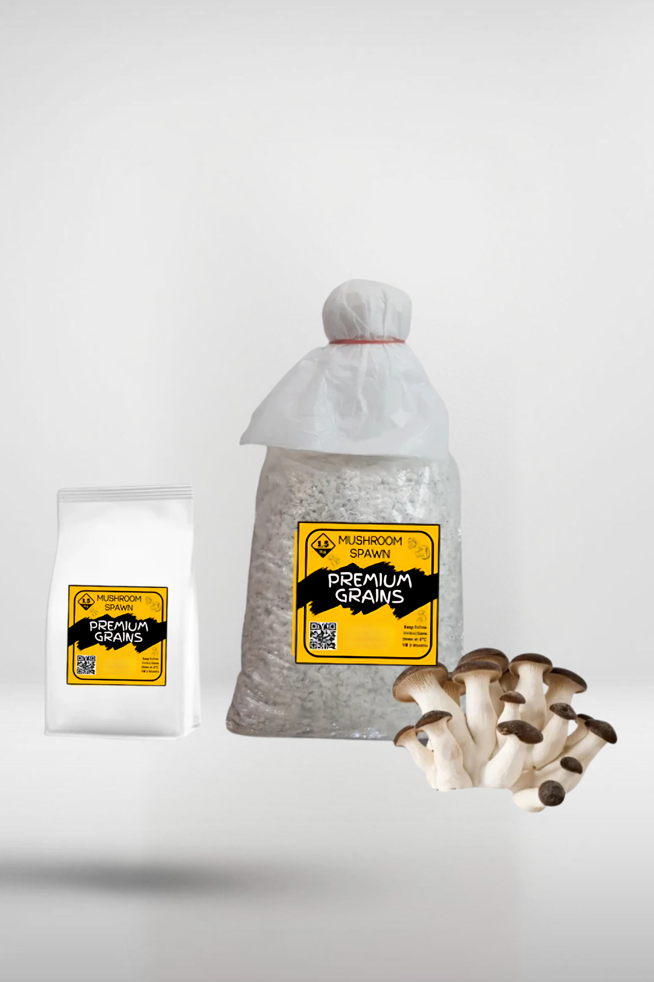 Black King Pearl Oyster Mushroom Grain Spawn – 1.5kg | Strain 417