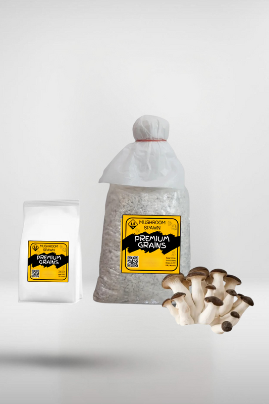 Black King Pearl Oyster Mushroom Grain Spawn – 1.5kg | Strain 417