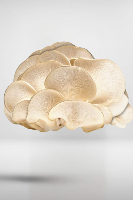 White Oyster Mushroom Grain Spawn – 1.5kg Premium Quality