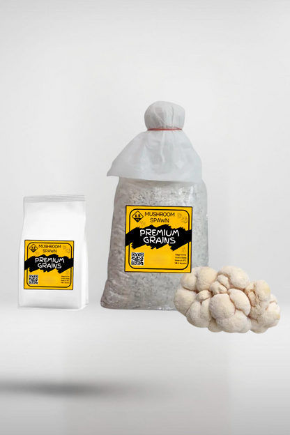 Lion’s Mane Mushroom Grain Spawn – 1.5kg | Strain 118