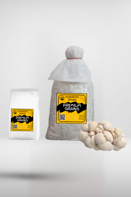 Lion’s Mane Mushroom Grain Spawn – 1.5kg | Strain 118