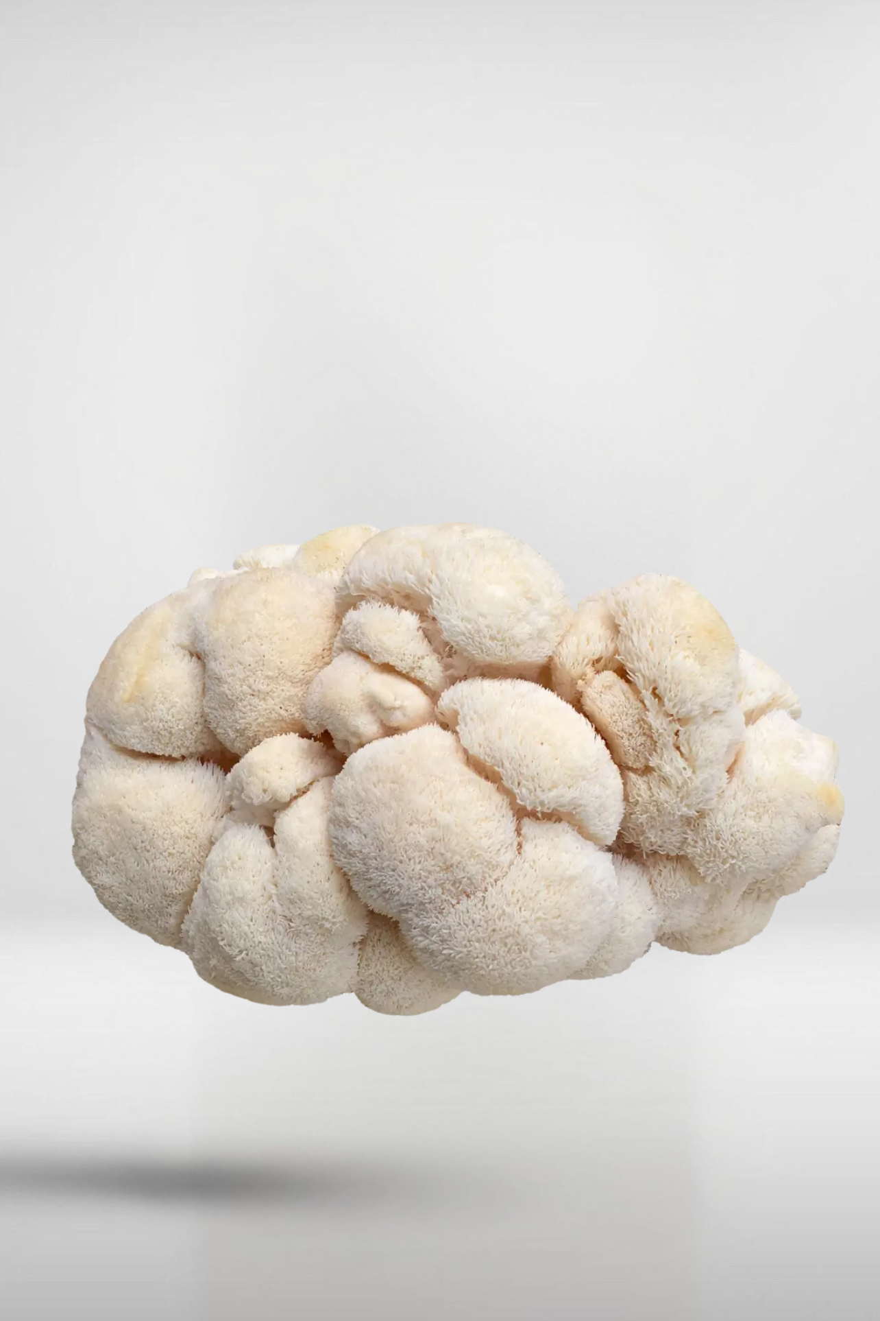 Lion’s Mane Mushroom Grain Spawn – 1.5kg | Strain 118