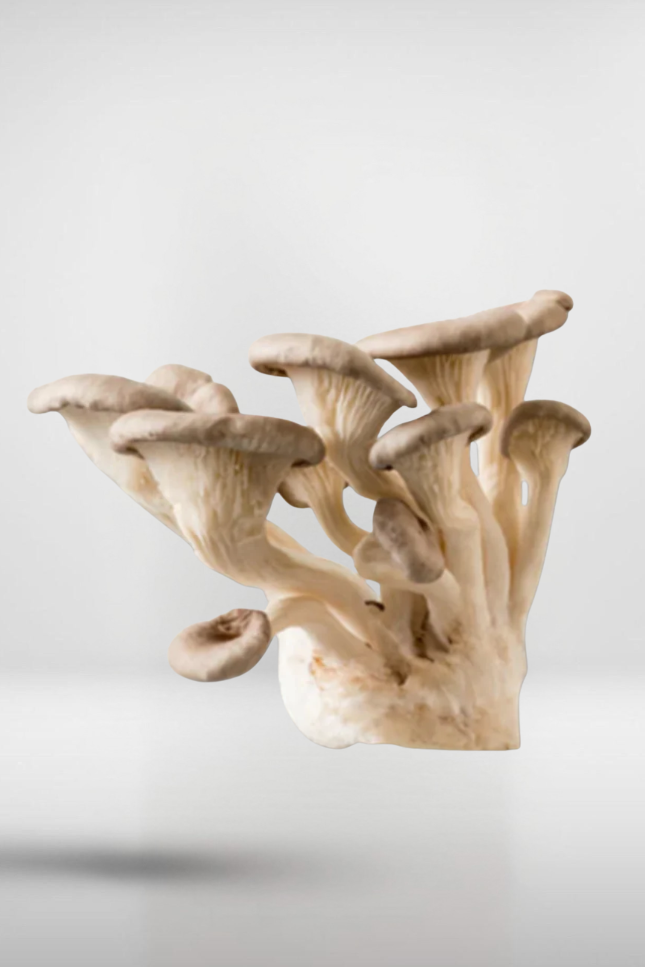 White King Pearl Oyster Mushroom Grain Spawn – 1.5kg | Strain 416