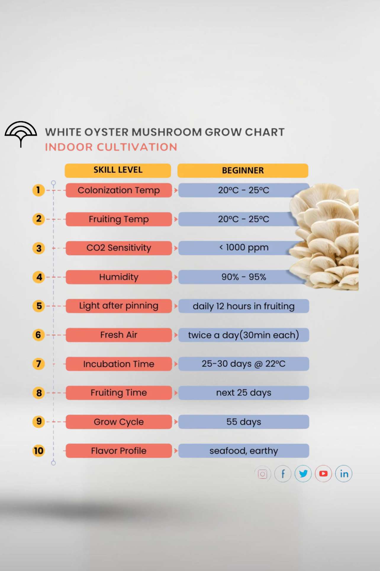 White Button Mushroom Grain Spawn – 1kg High-Yield (599)