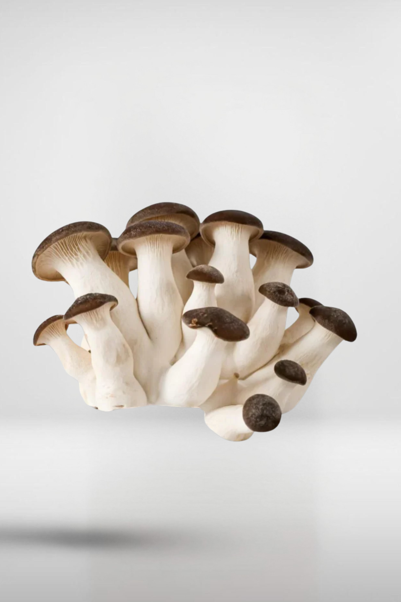 Black King Pearl Oyster Mushroom Grain Spawn – 1.5kg | Strain 417