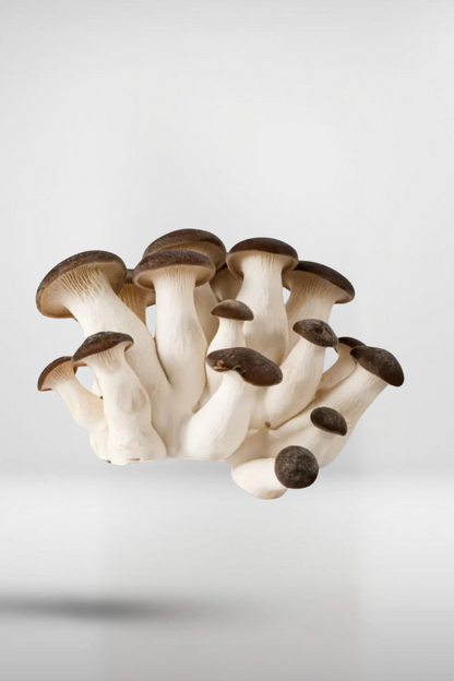 Black King Pearl Oyster Mushroom Grain Spawn – 1.5kg | Strain 417