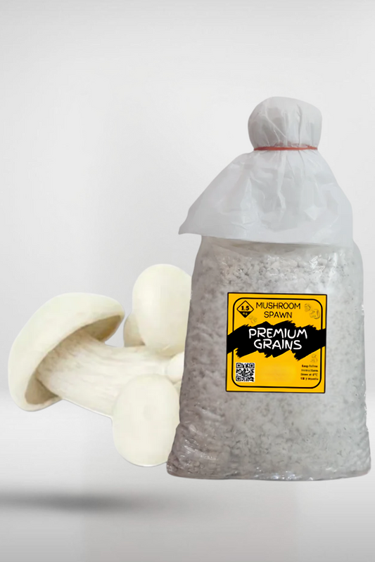 Milky Mushroom Grain Spawn – 1.5kg | Strain 466