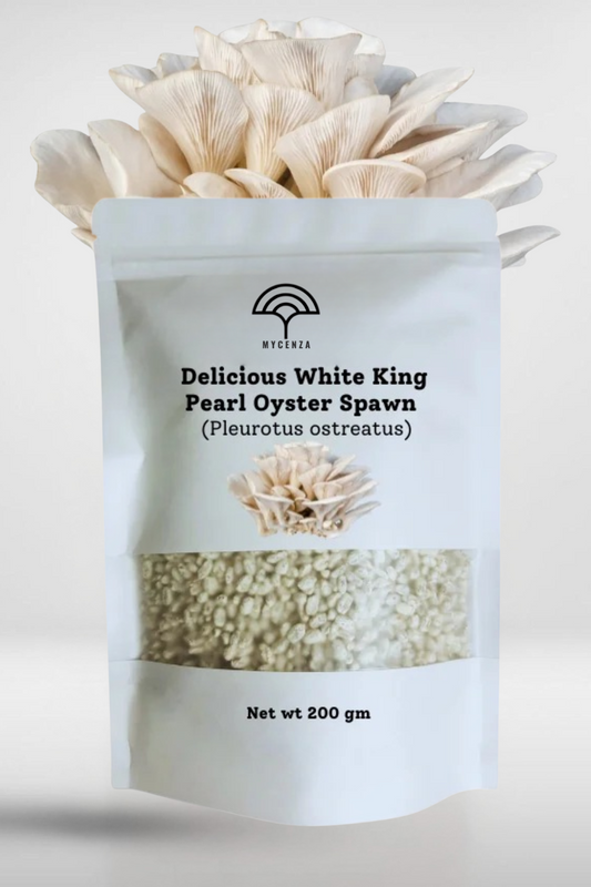 White King Oyster Mushroom Spawn – Gourmet Pearl Variety for Home Growing