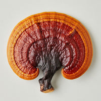 Reishi Extract