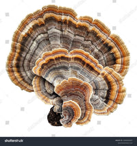 Cordyceps Extract